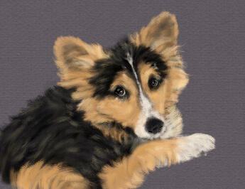 Dog 2